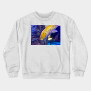 Golden yellow Ogon Koi carp fish Crewneck Sweatshirt